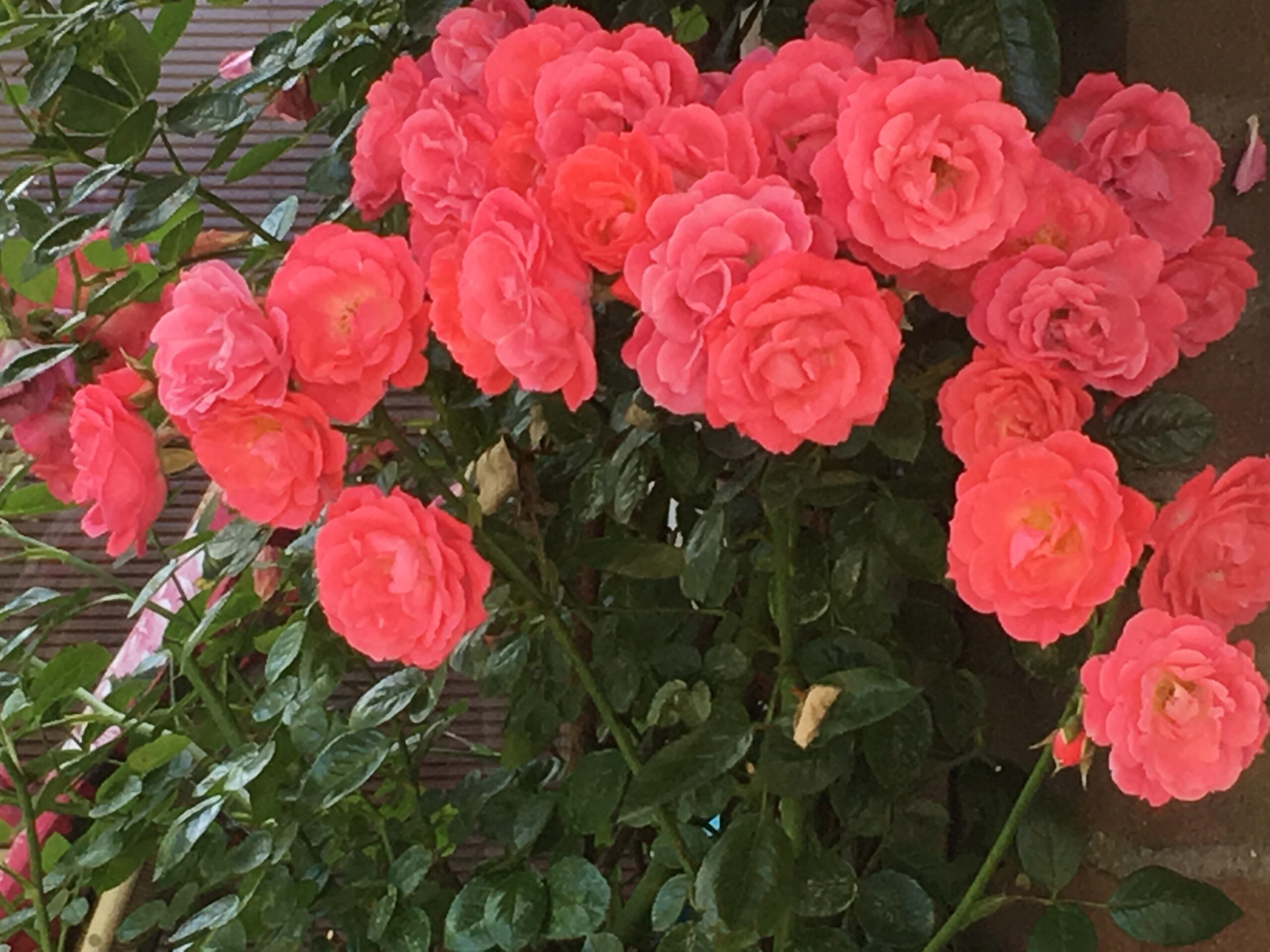 Geen mooier thema dan de Roos 